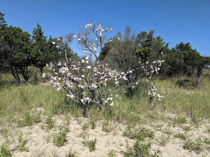 Cedar Point County Park Picture 8