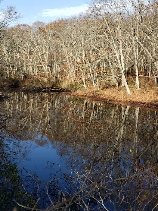 Ruth Oliva Preserve at Dam Pond Picture 6