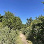 Ruth Oliva Preserve at Dam Pond