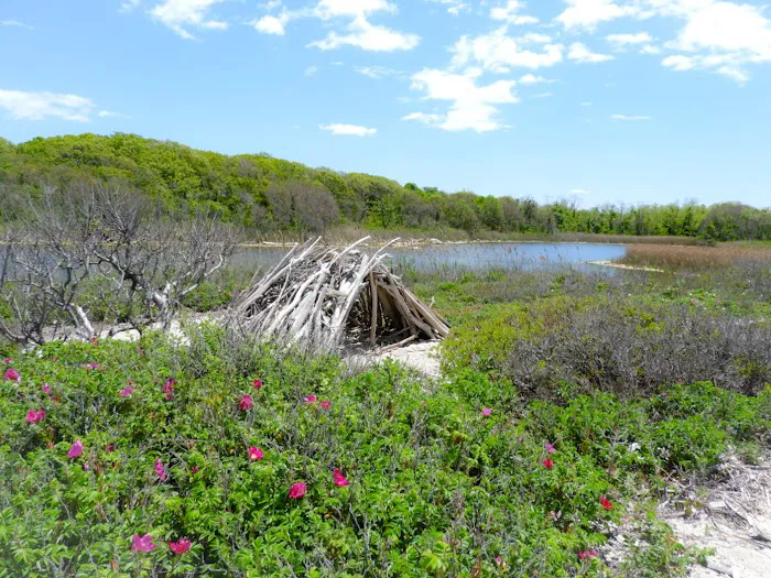Ruth Oliva Preserve at Dam Pond Picture 8