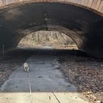 Forest Park forest trails