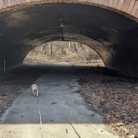 Forest Park forest trails ico