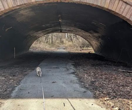 Forest Park forest trails