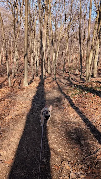 Forest Park forest trails Picture 4