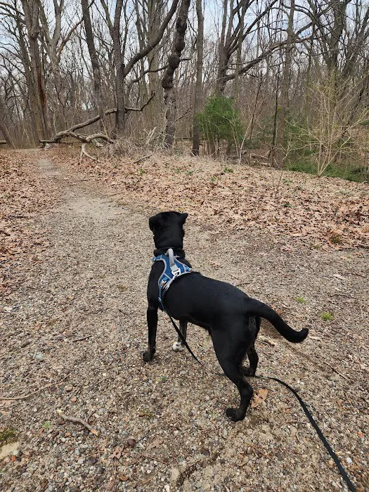 Forest Park forest trails Picture 7