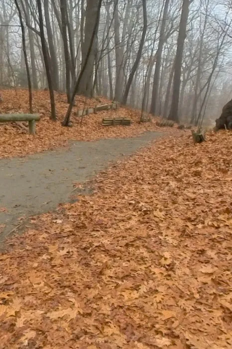 Forest Park forest trails Picture 10