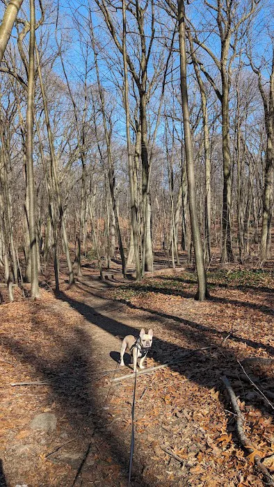 Forest Park forest trails Picture 5