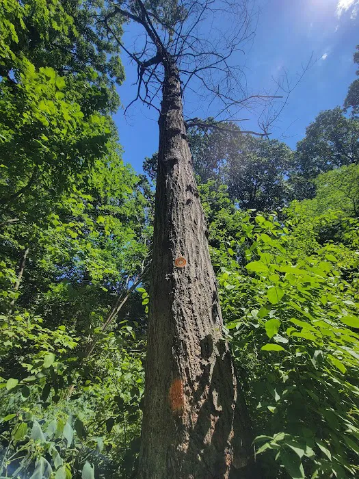 Forest Park Hiking Trails Picture 4