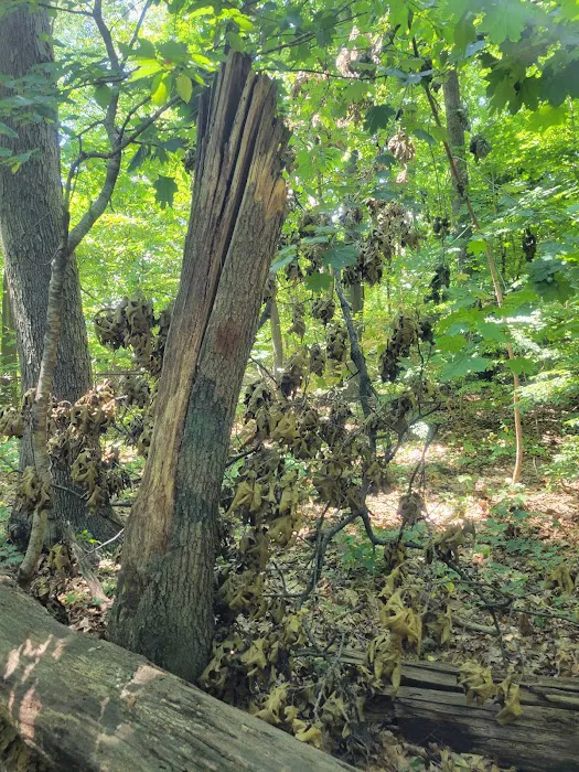Forest Park Hiking Trails Picture 2