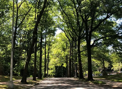 Forest Park Picture 4