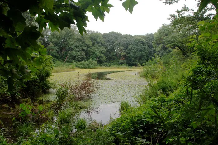 Forest Park Picture 2