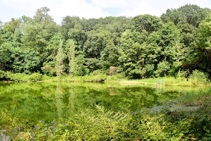 Forest Park Picture 8