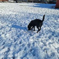 Underbridge Dog Run ico