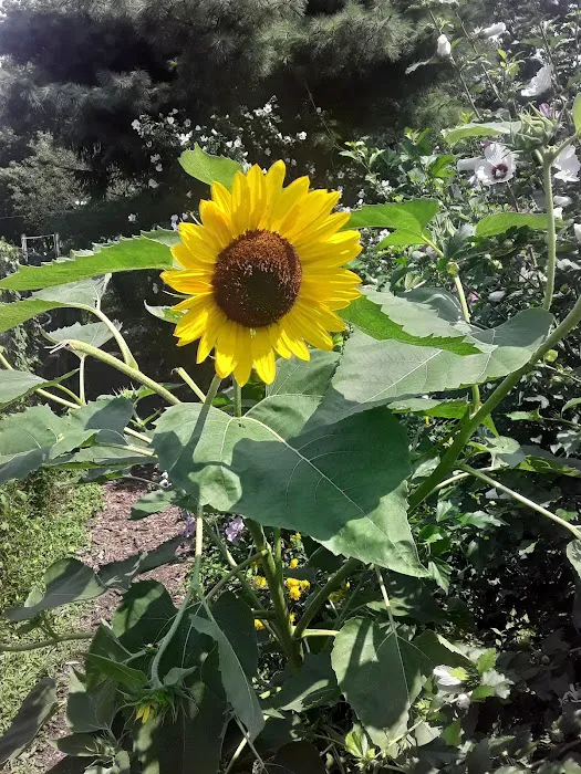 Bissel Gardens Picture 1