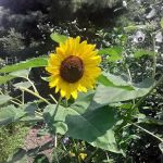 Bissel Gardens