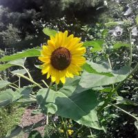 Bissel Gardens ico