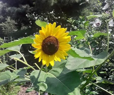 Bissel Gardens