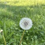 Bronx River Forest Park
