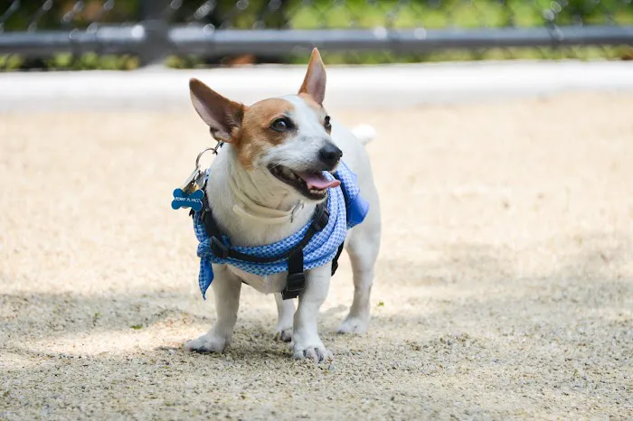 Bronx River Park Dog Run Picture 6