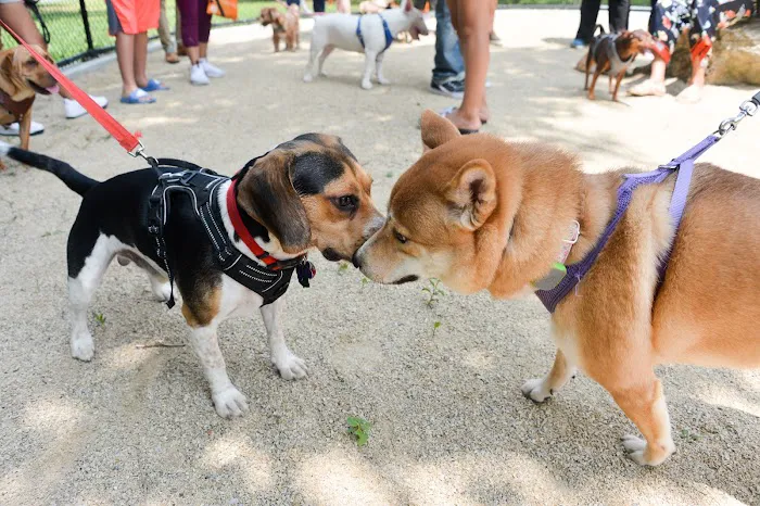Bronx River Park Dog Run Picture 7
