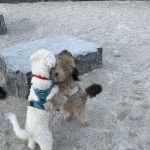 Bronx River Park Dog Run