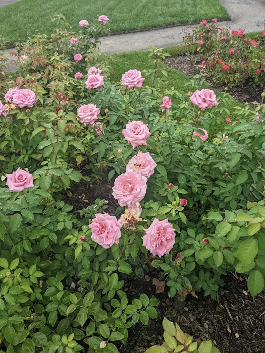 Peggy Rockefeller Rose Garden, NYBG Picture 3