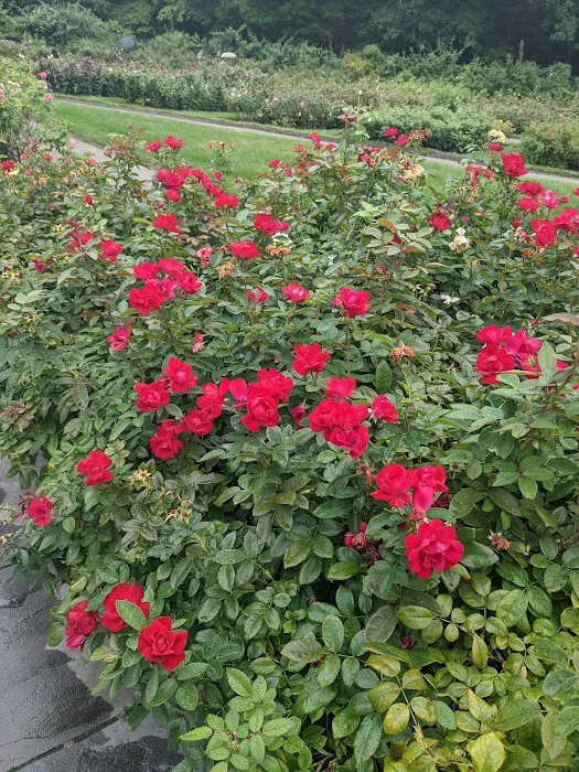 Peggy Rockefeller Rose Garden, NYBG Picture 5