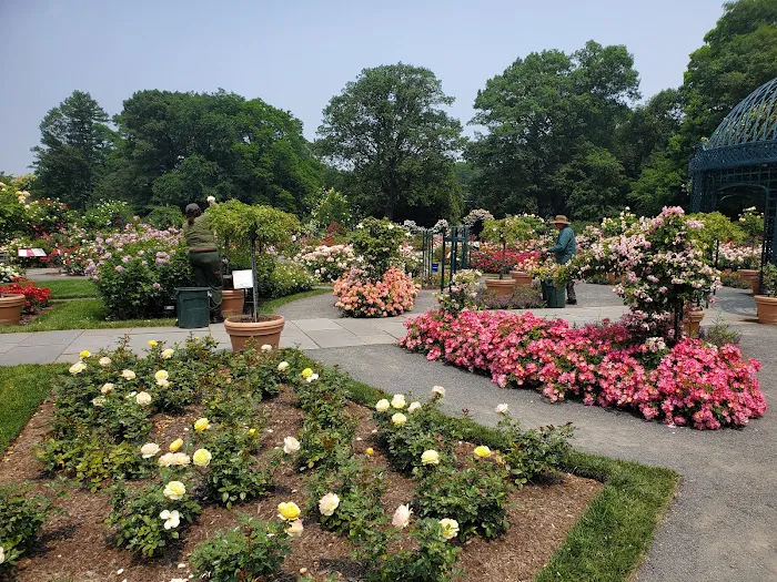 Peggy Rockefeller Rose Garden, NYBG Picture 10