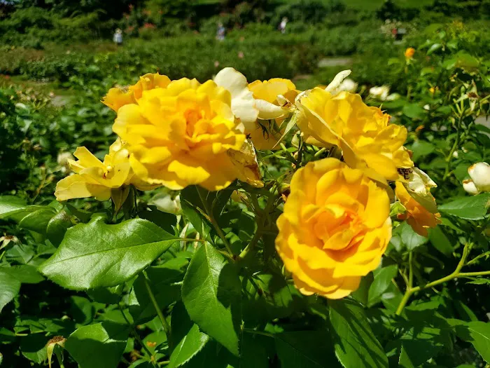 Peggy Rockefeller Rose Garden, NYBG Picture 4