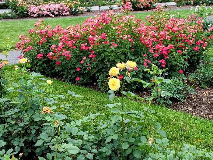 Peggy Rockefeller Rose Garden, NYBG Picture 2