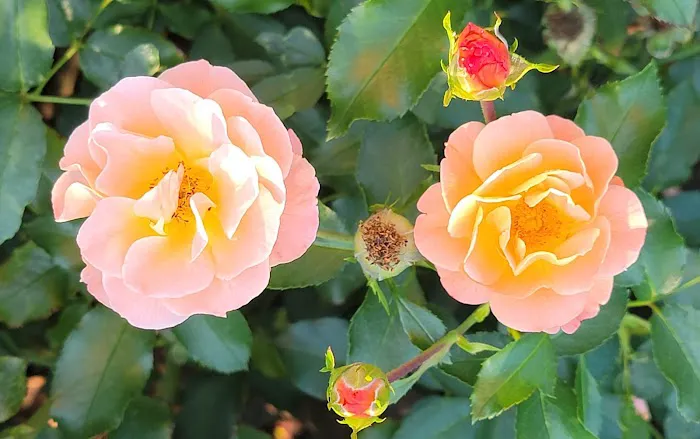 Peggy Rockefeller Rose Garden, NYBG Picture 1
