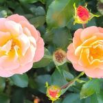 Peggy Rockefeller Rose Garden, NYBG