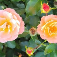 Peggy Rockefeller Rose Garden, NYBG ico