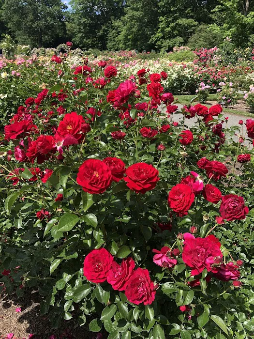 Peggy Rockefeller Rose Garden, NYBG Picture 9