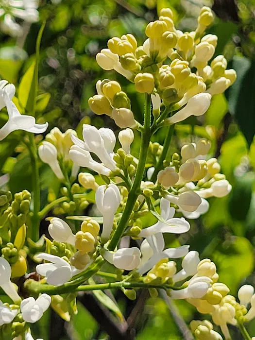 Burn Family Lilac Collection, NYBG Picture 3