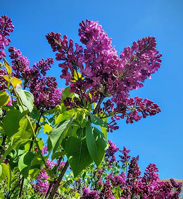 Burn Family Lilac Collection, NYBG Picture 2