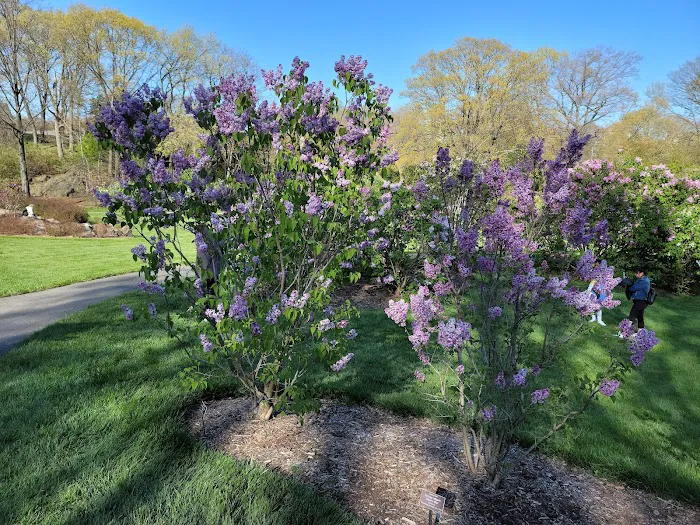 Burn Family Lilac Collection, NYBG Picture 8