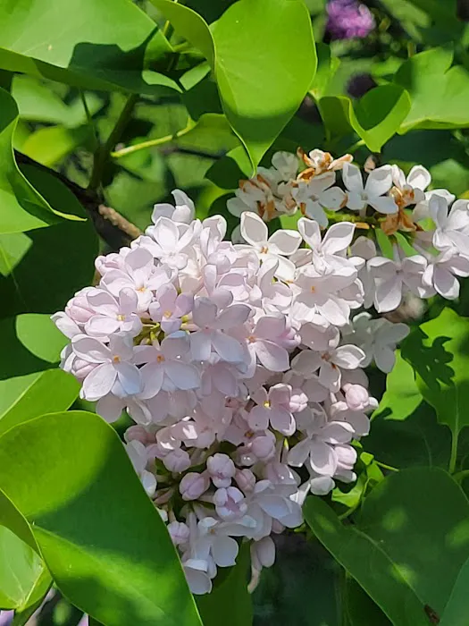 Burn Family Lilac Collection, NYBG Picture 5