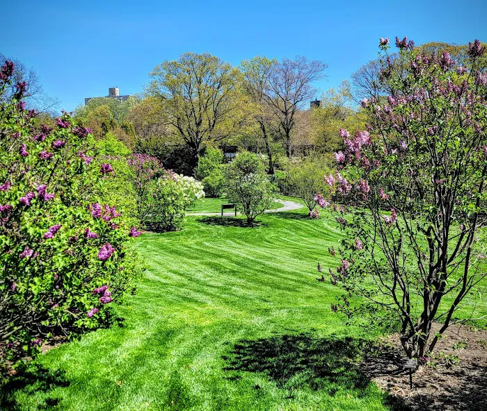 Burn Family Lilac Collection, NYBG Picture 1