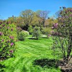 Burn Family Lilac Collection, NYBG