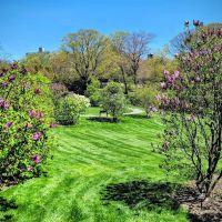 Burn Family Lilac Collection, NYBG ico