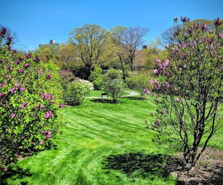 Burn Family Lilac Collection, NYBG