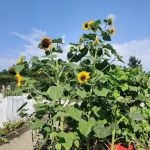 Edible Academy, NYBG