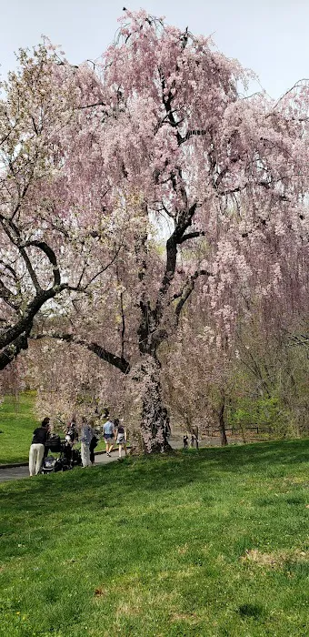 Cherry Collection, NYBG Picture 8