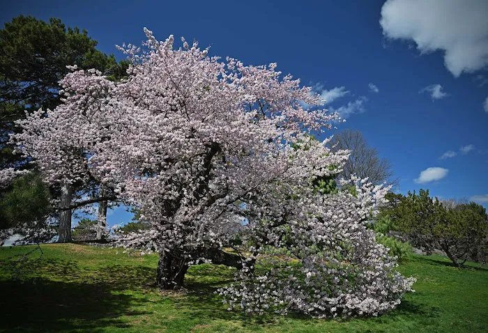 Cherry Collection, NYBG Picture 3