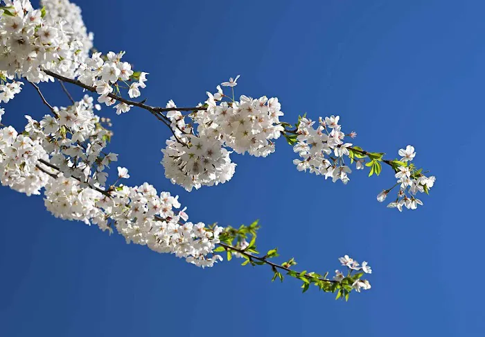 Cherry Collection, NYBG Picture 4