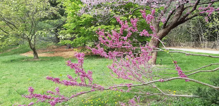 Cherry Collection, NYBG Picture 10