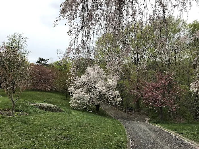 Cherry Collection, NYBG Picture 1