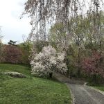 Cherry Collection, NYBG