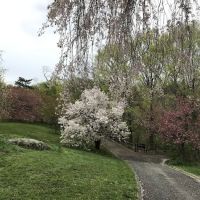 Cherry Collection, NYBG ico